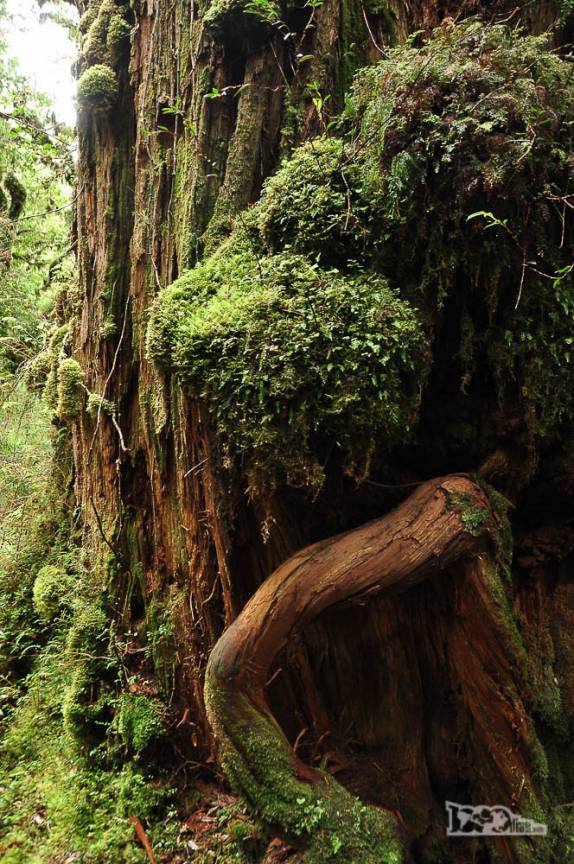 Tronco de alerce em trilha no parque de Pumalín, região de Chaitén, na Carretera Austral, sul do Chile